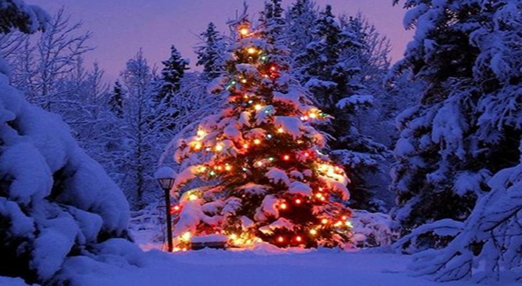 La tradizione dell'albero di Natale | News | Grechi Giardini